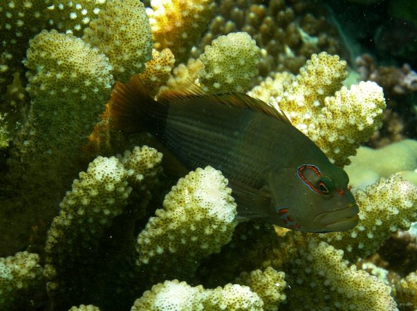 51- Poisson-faucon a tempe annelee 